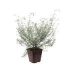 Westringia Longifolia : H 30/40 cm ctr 3 litres